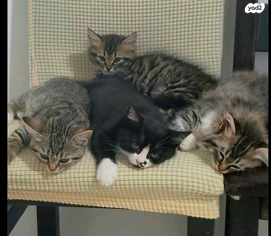 תמונת מודעה - חיות מחמד