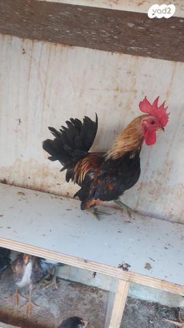 תמונת מודעה - חיות מחמד