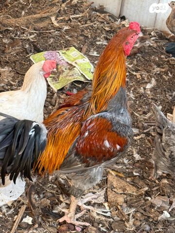 תמונת מודעה - חיות מחמד