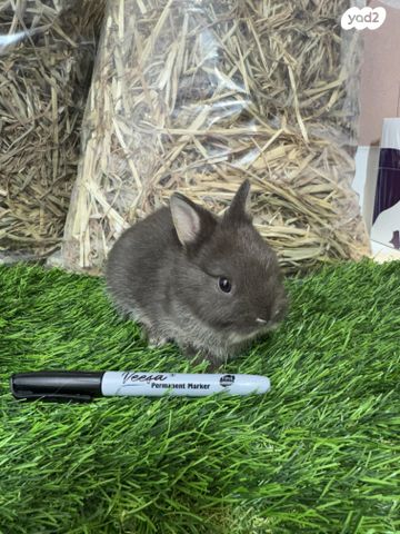 תמונת מודעה - חיות מחמד