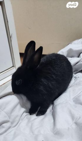 תמונת מודעה - חיות מחמד