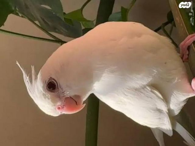 תמונת מודעה - חיות מחמד