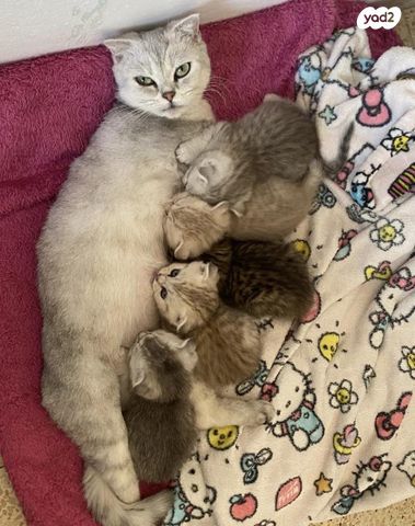 תמונת מודעה - חיות מחמד