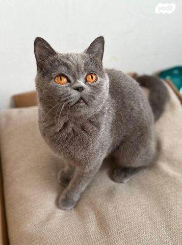 תמונת מודעה - חיות מחמד