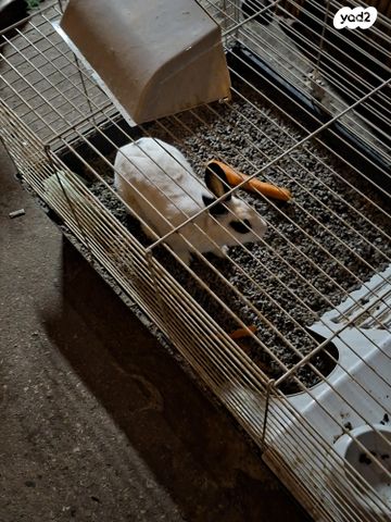 תמונת מודעה - חיות מחמד