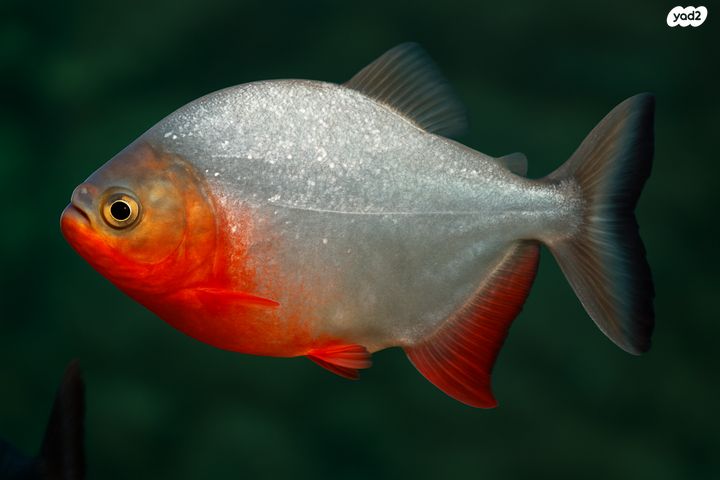 תמונת מודעה - חיות מחמד