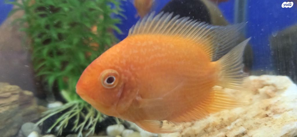 תמונת מודעה - חיות מחמד