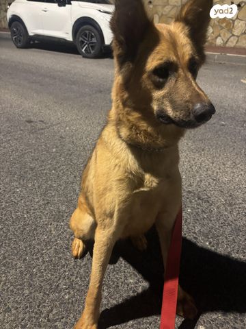 תמונת מודעה - חיות מחמד