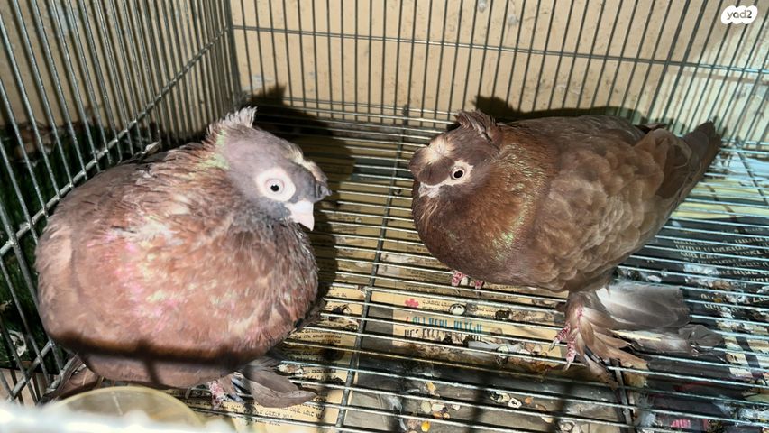 תמונת מודעה - חיות מחמד