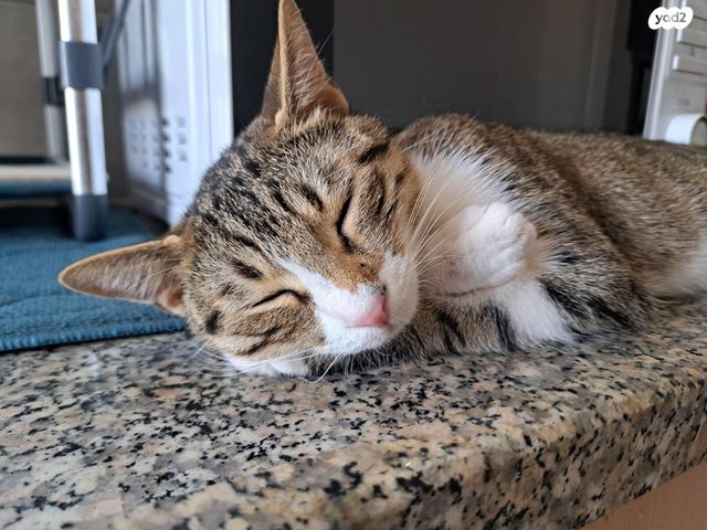 תמונת מודעה - חיות מחמד