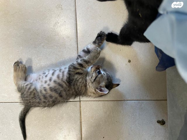 תמונת מודעה - חיות מחמד