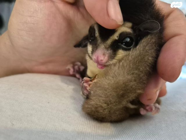 תמונת מודעה - חיות מחמד