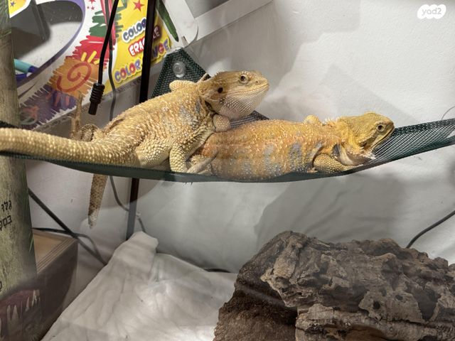 תמונת מודעה - חיות מחמד