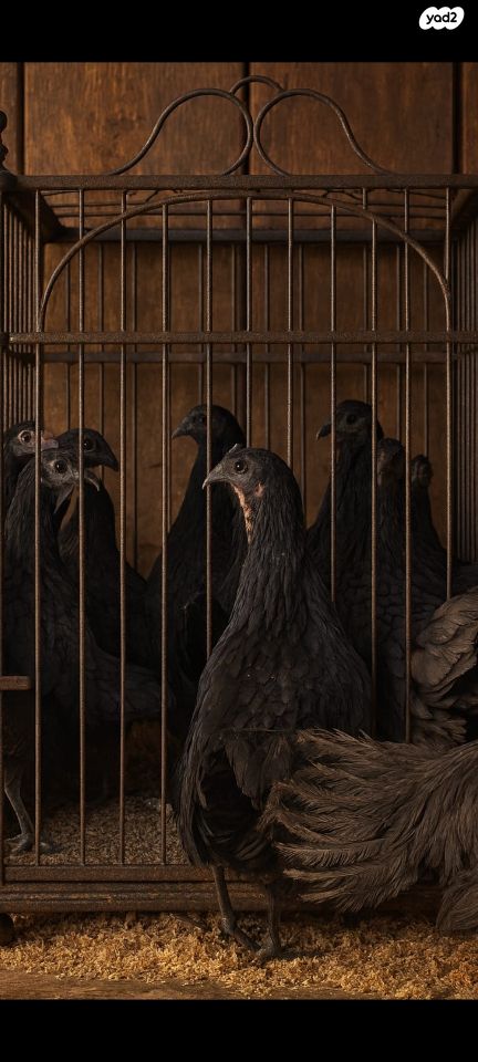 תמונת מודעה - חיות מחמד