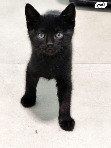 תמונת מודעה - חיות מחמד