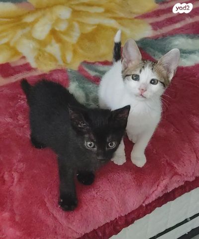 תמונת מודעה - חיות מחמד