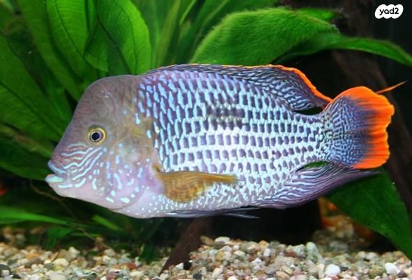 תמונת מודעה - חיות מחמד