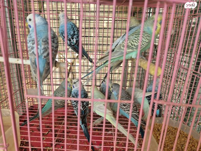 תמונת מודעה - חיות מחמד