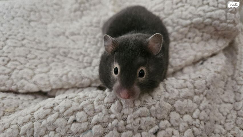 תמונת מודעה - חיות מחמד