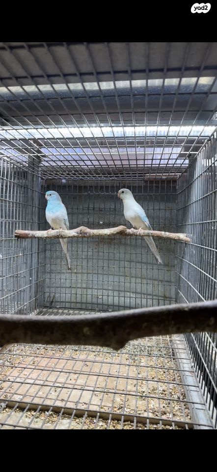 תמונת מודעה - חיות מחמד