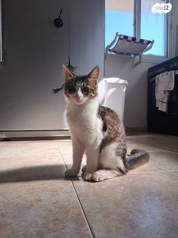 תמונת מודעה - חיות מחמד