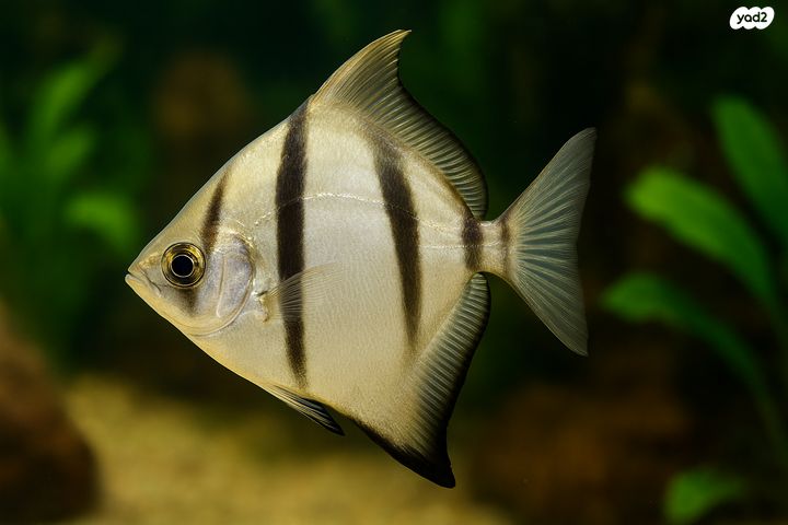 תמונת מודעה - חיות מחמד