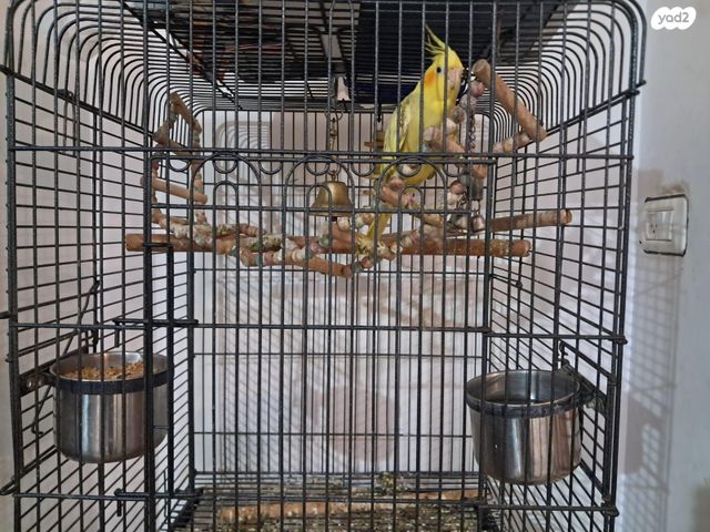 תמונת מודעה - חיות מחמד