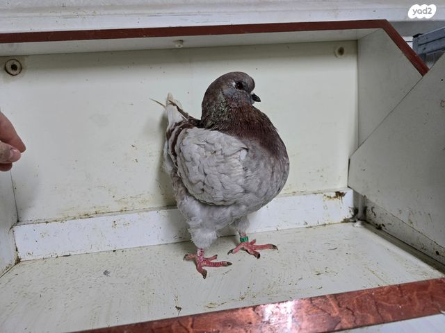 תמונת מודעה - חיות מחמד