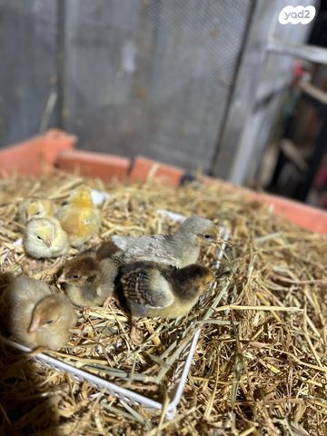 תמונת מודעה - חיות מחמד