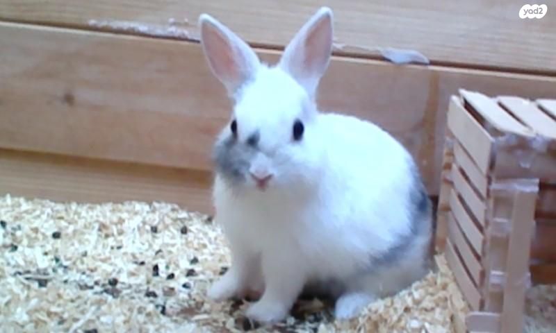 תמונת מודעה - חיות מחמד