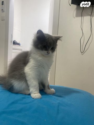 תמונת מודעה - חיות מחמד