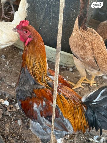 תמונת מודעה - חיות מחמד