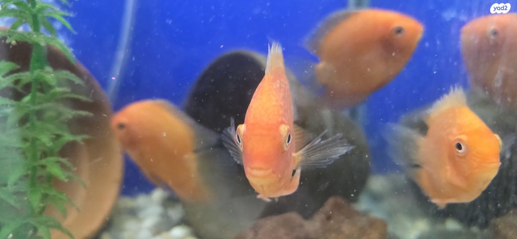 דג ציקלידים