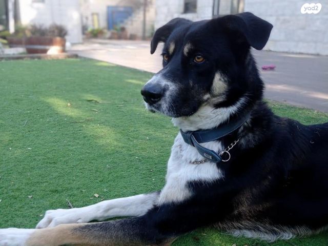 כלב בורדר קולי