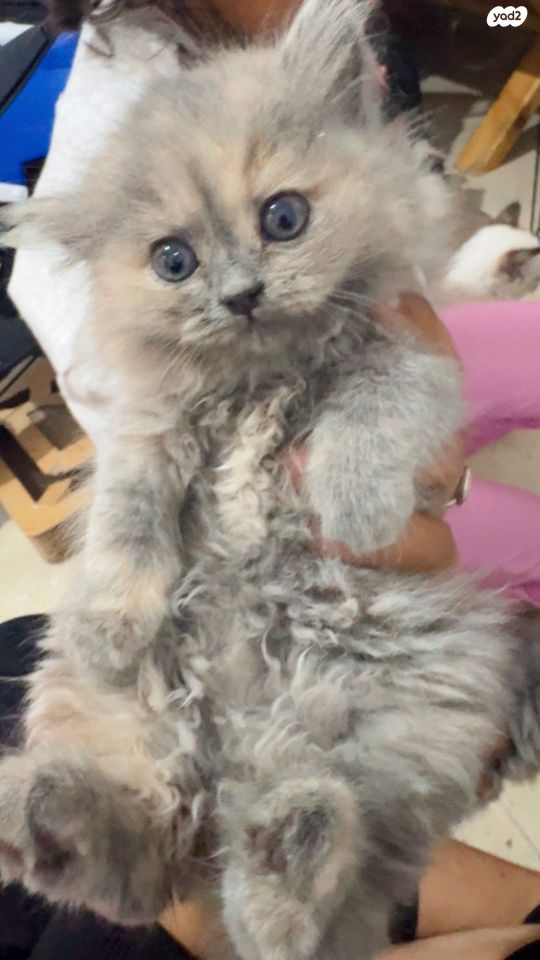 תמונת מודעה - חיות מחמד