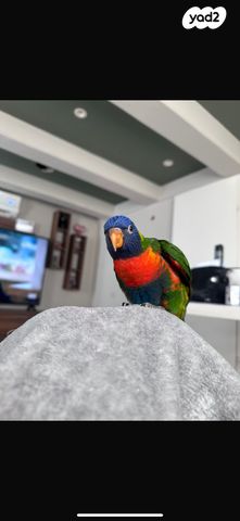 תמונת מודעה - חיות מחמד