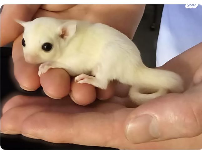 תמונת מודעה - חיות מחמד