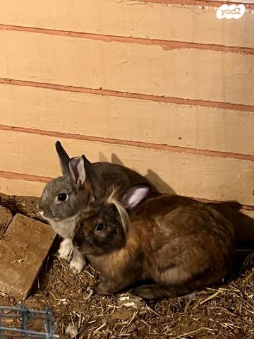 תמונת מודעה - חיות מחמד