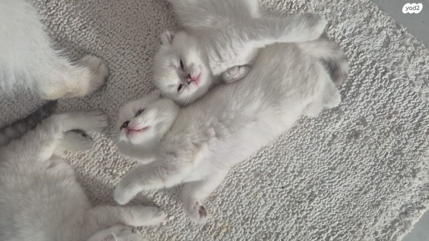 תמונת מודעה - חיות מחמד