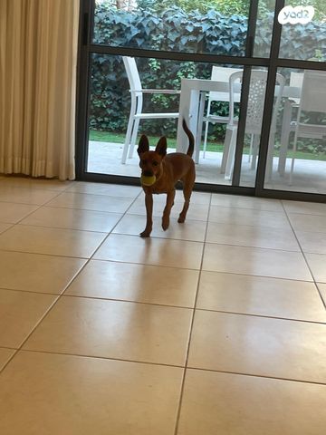 תמונת מודעה - חיות מחמד