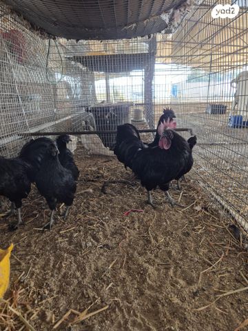 חיית משק בלאדי