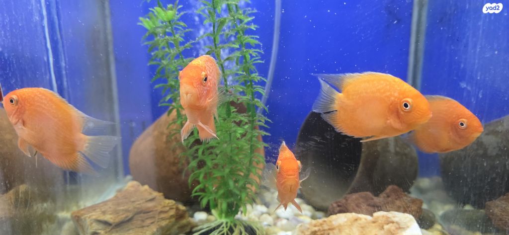 דג ציקלידים