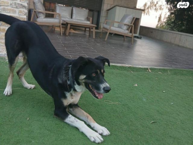 כלב בורדר קולי