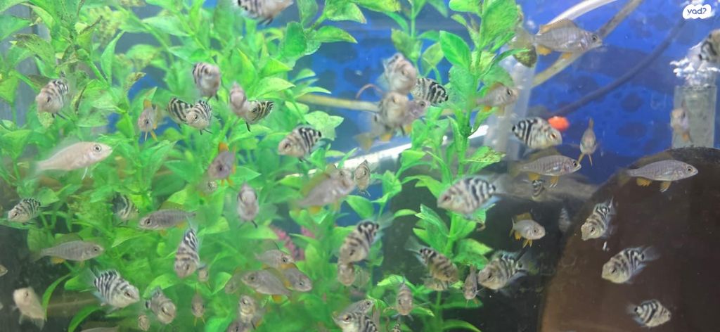 דג ציקלידים