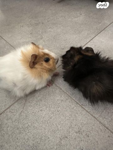 מכרסם שרקן \ קביה