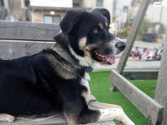 כלב בורדר קולי