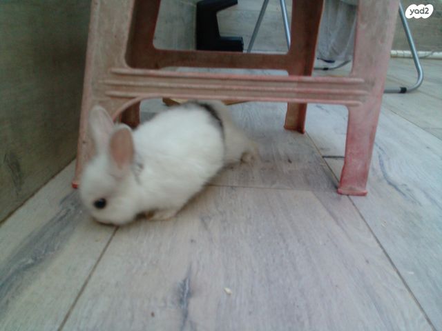 מכרסם ארנב ננסי