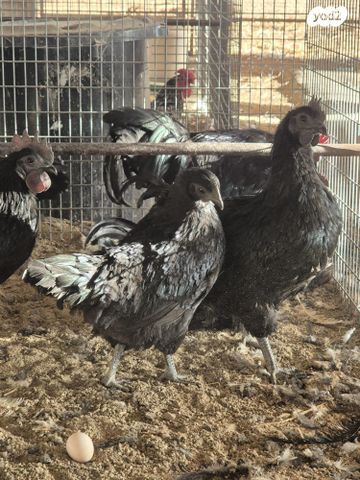 חיית משק בלאדי