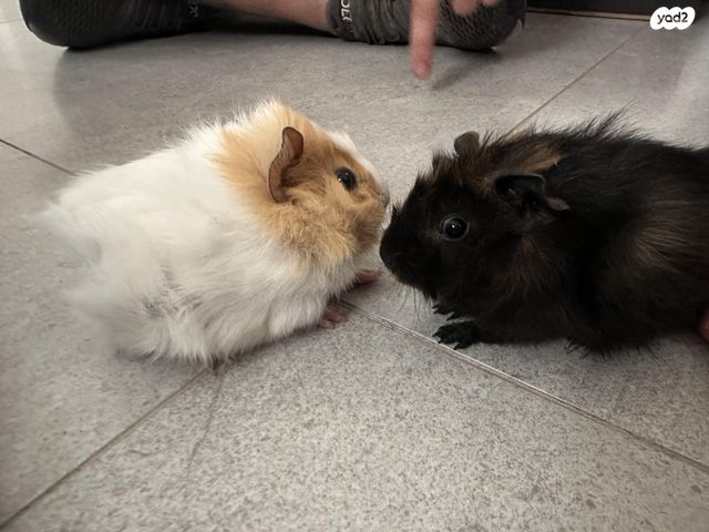 מכרסם שרקן \ קביה