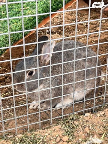 מכרסם ארנב ננסי